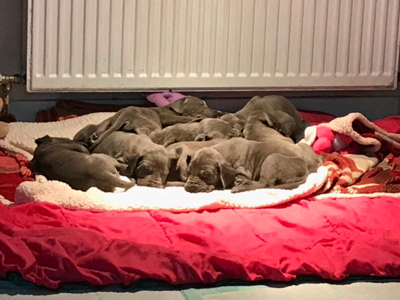great dane puppies gumtree
